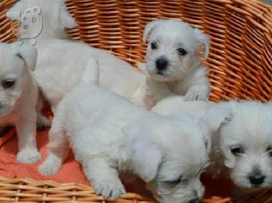 Pomeranian καθαροαιμα Αθηνα-Θεσσαλονικη-Νησια dogsmania.gr 6979314054...